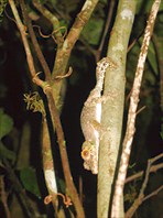 листохвостый гекон